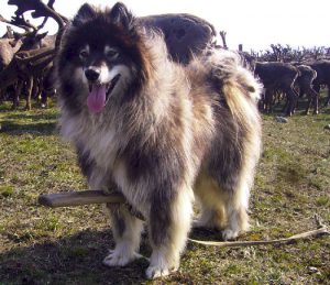 Оленегонная ненецкая лайка: сочетание чуткости и ответственности