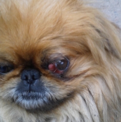 Почему выпадают глаза у Ши-тсу