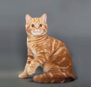 Самая популярная в Британии порода кошек Шотландская прямоухая (Скоттиш Страйт): описание и характер