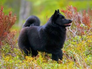Древняя порода шипперке: бельгийская овчарка в миниатюре