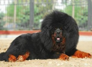 тибетский мастиф лежит