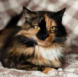 Самые впечатляющие и уникальные окрасы Сибирской кошки: описание породы