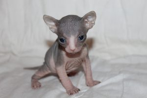 Канадские и донские сфинксы: отличительные черты с описанием породы