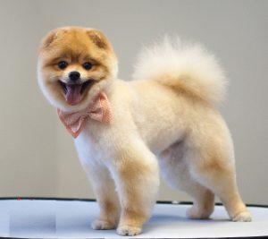 Хитрости и секреты по уходу за Шпицем: как подстричь собачку в домашних условиях?