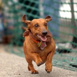 Особенности породы такса