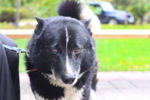 милая морда лайки