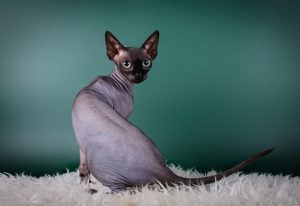 Канадские и донские сфинксы: отличительные черты с описанием породы
