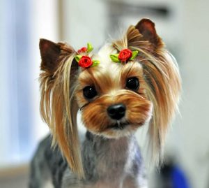 Обзор лучших и оригинальных причесок для Йорков: советы по стрижке и фото