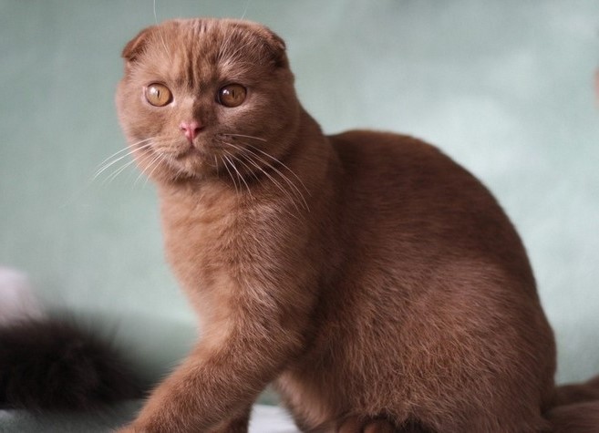 Обзор редких и популярных окрасов шотландской вислоухой кошки