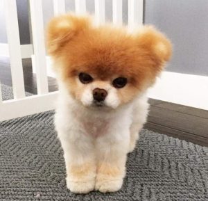 Хитрости и секреты по уходу за Шпицем: как подстричь собачку в домашних условиях?