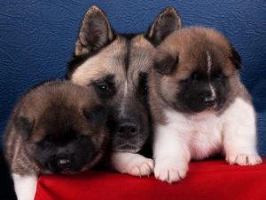 Собака акита американская: история происхождения питомца с удивительно спокойным характером