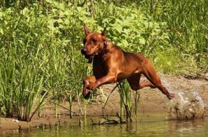 немецкий пинчер бежит