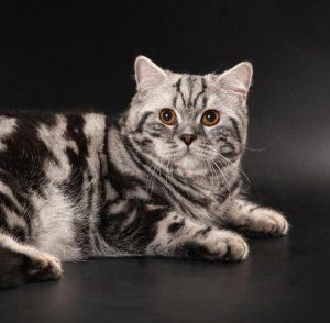 Милый и очень любопытный домашний питомец Шотландская прямоухая кошка (Скоттиш Страйт): окрасы породы