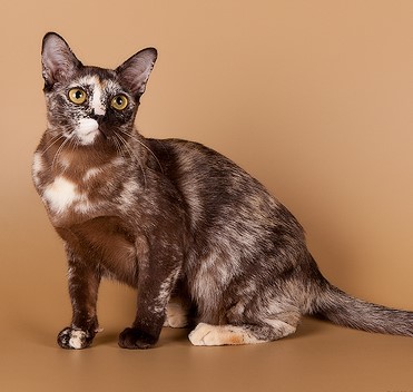 Разнообразие редких и стандартных окрасов бурманской кошки