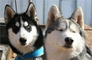 Хаски и лайки: отличия и сходства в характере и внешних данных