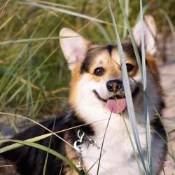 Характер корги флаффи