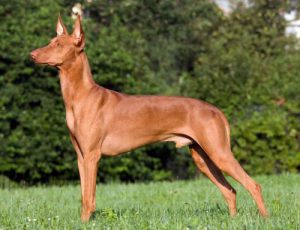 Порода поденко канарио: сочетание азарта и выносливости в питомце