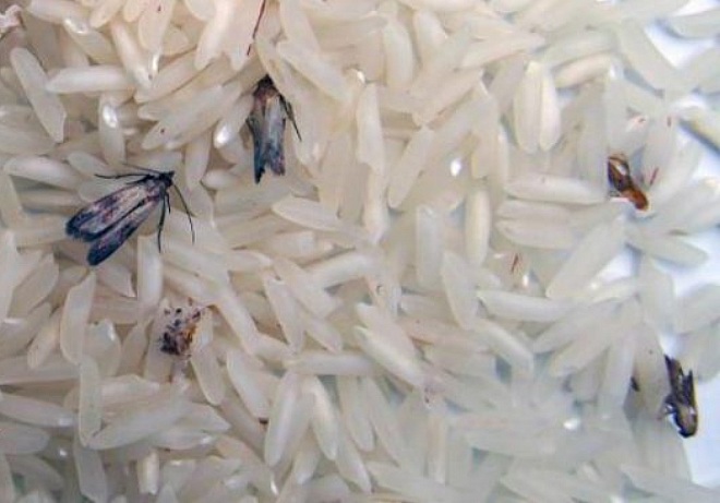 моль в рисе