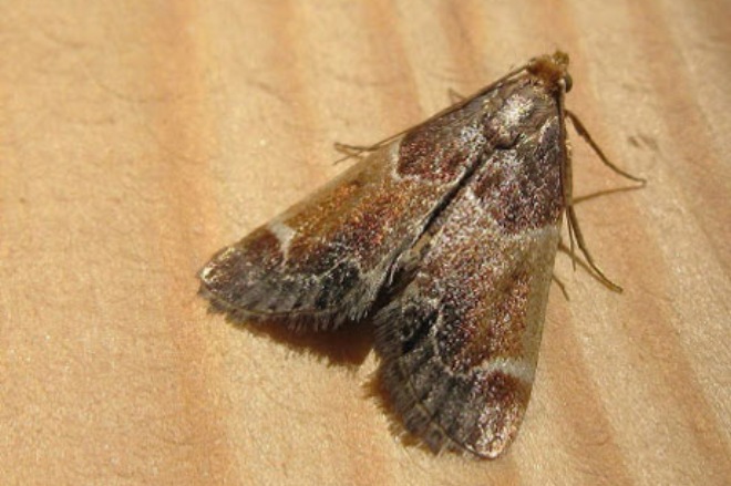 моль пищевая