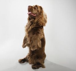 Характер спаниеля