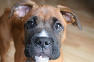 щенок боксера