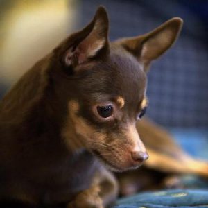 Энергичная и игривая собачонка Русский Той терьер: описание породы и характер