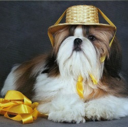 Описание породы Ши-тсу