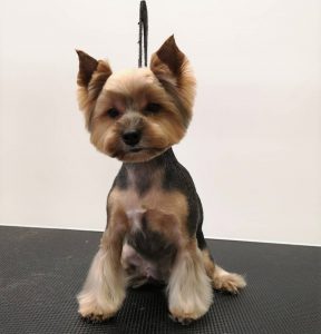 Выбираем лучшую стрижку для Йорков мальчиков: варианты и фото причесок