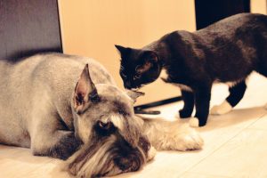 миттельшнауцер и кот