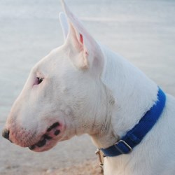 Описание породы бультерьера