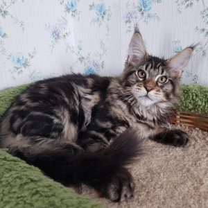 Как интересно назвать кошку породы Мейн Кунов: клички для мальчиков и девочек