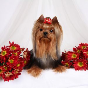 Неутомимая и невероятно смелая кроха Йоркширский терьер: описание породы, сколько стоит?