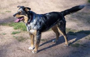 овчарка кули