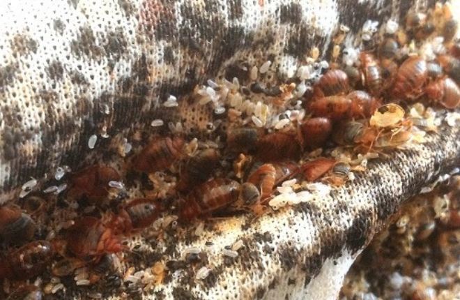 гнезда клопов