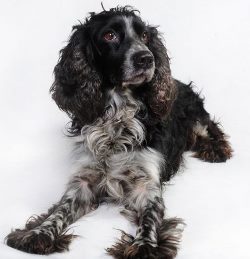 Описание породы русский спаниель