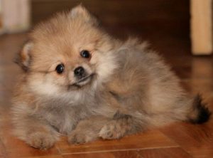 Карликовый померанский шпиц медвежьего типа: особенности ухода за декоративным питомцем