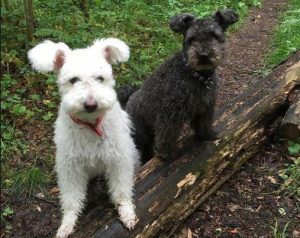 Прекрасный сторож собака пуми: советы, как найти общий язык с четвероногим другом