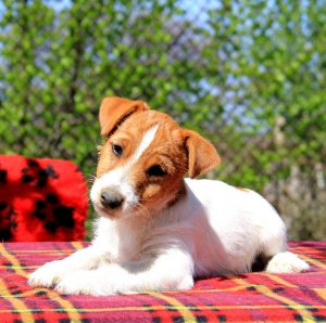 Обаятельные и преданные питомцы Джек Рассел терьер: стандарт породы, размеры и вес