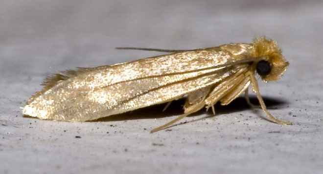 моль платяная