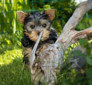 Как оригинально назвать собаку породы Йоркширский терьер: клички для девочек и мальчиков