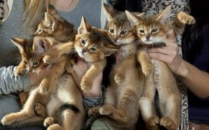 Камышовый кот чаузи: что представляет из себя этот редкий зверь