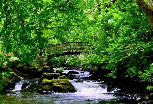 Звуки природы для сна