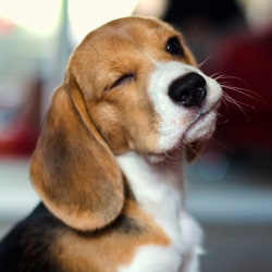 Характеристика собаки бигль