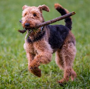 Умная и обаятельная охотничья собака Эрдельтерьер: описание породы