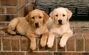 Кодекс хозяина: самостоятельное воспитание и дрессировка щенка лабрадора