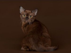 Грация и ум: американская бурма с шелковистой шерстью