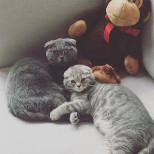 Важные правила и советы по вязке Шотландской вислоухой кошки: отзывы владельцев