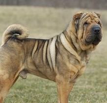 Шарпей: красота домашнего любимца не зависит от цвета шерсти