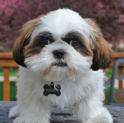 Ши тцу порода собак