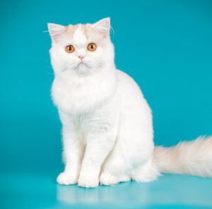 Самая популярная в Британии порода кошек Шотландская прямоухая (Скоттиш Страйт): описание и характер